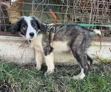 XAVI, Hund, Herdenschutzhund-Mix in Barsinghausen