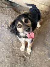 TOULOUSE, Hund, Mudi-Mix in Ungarn
