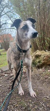 TIGRA, Hund, Whippet-Mix in Calden
