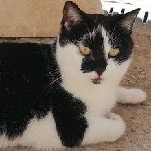 MACARENA, Katze, Europäisch Kurzhaar in Bergisch Gladbach
