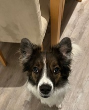 FIBI, Hund, Mischlingshund in München