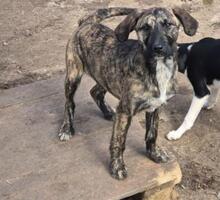 FELIPA, Hund, Mischlingshund in Bulgarien