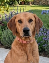 MYA, Hund, Mischlingshund in Italien