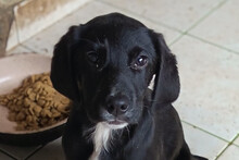 ELINO, Hund, Mischlingshund in Kroatien