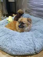 SURI, Hund, Mischlingshund in Solnhofen