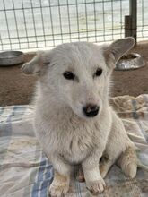 GINI, Hund, Mischlingshund in Rumänien