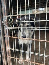 STELLA, Hund, Mischlingshund in Rumänien