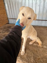 AMANDA, Hund, Mischlingshund in Rumänien