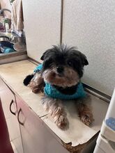 DAN, Hund, Mischlingshund in Berlin