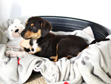 ALBA, Hund, Mischlingshund in Griechenland