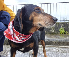 TRUDI, Hund, Mischlingshund in Griechenland
