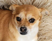 KORA, Hund, Pekingese-Mix in Kroatien