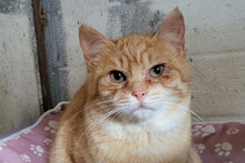 ALADIN, Katze, Hauskatze in Kroatien