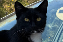 KALA, Katze, Hauskatze in Kroatien