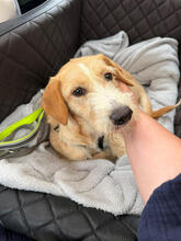 DORIAN, Hund, Mischlingshund in Leipzig