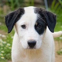 SPOTTY, Hund, Mischlingshund in Griechenland