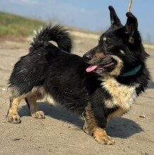 RÜDIGER, Hund, Mischlingshund in Rumänien