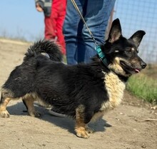 RÜDIGER, Hund, Mischlingshund in Ramstein-Miesenbach