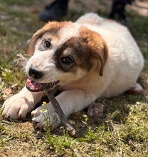 MIKA, Hund, Mischlingshund in Vogtsburg