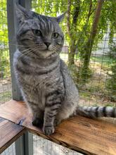 PUSHA, Katze, British Tabby in Ukraine