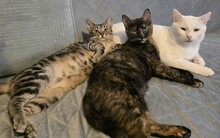 LEYLA, Katze, Europäisch Kurzhaar in Rumänien