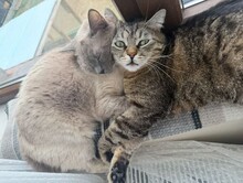 MASHA, Katze, Siam-Mix in Berlin