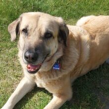 CARLOS, Hund, Mischlingshund in Moers