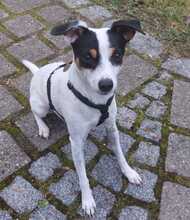 CORINA, Hund, Mischlingshund in Ebersberg