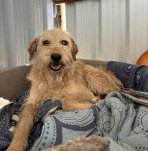 DALINA, Hund, Mischlingshund in Portugal