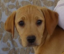 GIANNA, Hund, Mischlingshund in Zypern