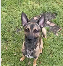 TOY, Hund, Mischlingshund in Edewecht