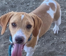 GRETCHEN, Hund, Mischlingshund in Zypern