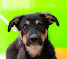 TEDDA, Hund, Mischlingshund in Rumänien