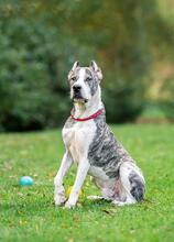 MORRIS, Hund, Mischlingshund in Aitrang