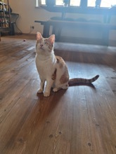 LILLYFEE, Katze, Europäisch Kurzhaar in Miesbach