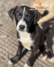 AYLA, Hund, Mischlingshund in Rumänien