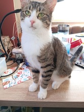 FINDUSMUFFIN, Katze, Europäisch Kurzhaar in Miesbach