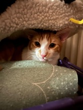 LEFTERIS, Katze, Europäisch Kurzhaar in Miesbach