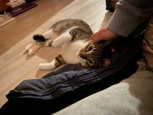 MANNI, Katze, Europäisch Kurzhaar in Miesbach