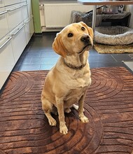 VINO, Hund, Mischlingshund in Fronreute