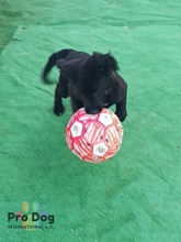 JOKER, Hund, Mischlingshund in Portugal