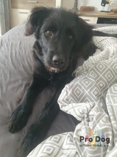 JOKER, Hund, Mischlingshund in Norderstedt