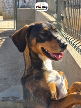RONJA, Hund, Mischlingshund in Portugal