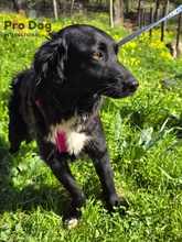 YUKA, Hund, Mischlingshund in Portugal