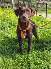 MONI, Hund, Mischlingshund in Portugal