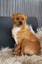 LUNA, Hund, Mischlingshund in Kroatien