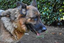 DIANTHA, Hund, Deutscher Schäferhund in Italien