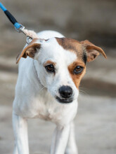 ANIA, Hund, Mischlingshund in Gau-Algesheim