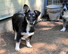 VESSILIA, Hund, Mischlingshund in Italien