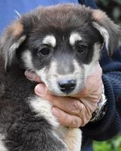 VISTELLA, Hund, Mischlingshund in Italien
